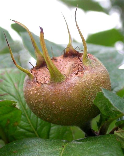 Medlar - planting, pruning, harvesting medlars at just the right time