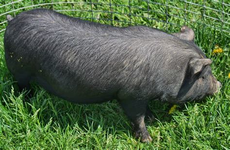 Providence Heritage Farm: Guinea Hogs for Sale!