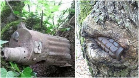 Weapons from WWII embeded into trees in Nevsky Pyatachok – Russia