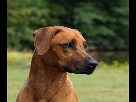 Rhodesian Ridgeback Temperament / Character Test - YouTube