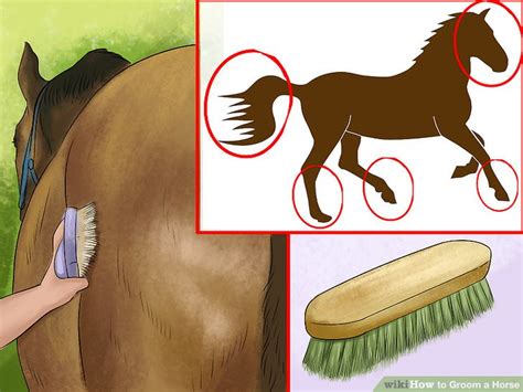 How to Groom a Horse: 13 Steps (with Pictures) - wikiHow