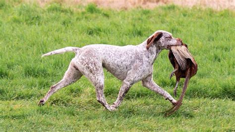 Braque du Bourbonnais - Native Breed.org