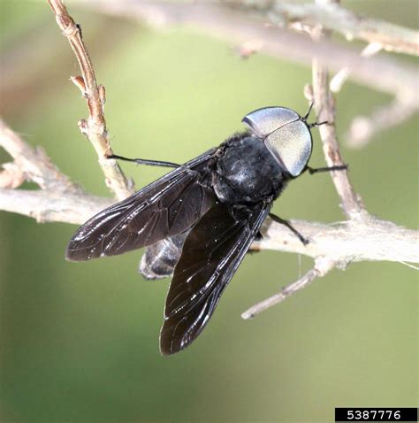 black horse fly (Tabanus atratus)