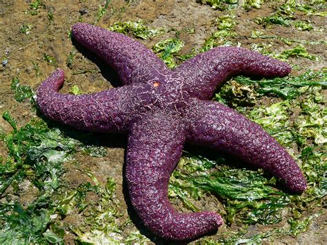 Gambar Gambar Fauna Bintang Laut Hewan Pasifik Echinodermata Biologi ...