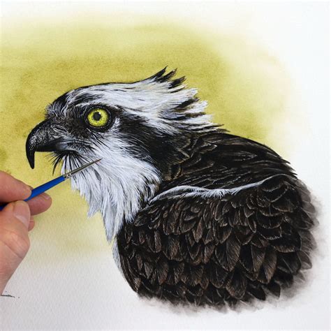 Original watercolor Osprey painting, illustration fine art - The Devon Artist