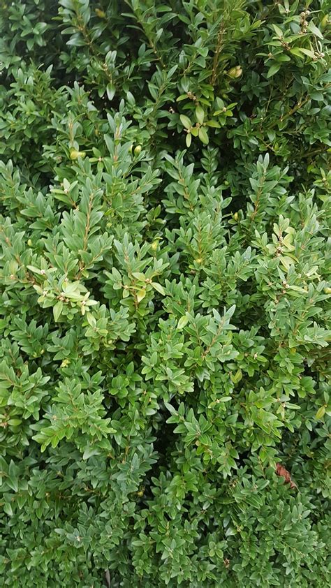 Identify shrubs — BBC Gardeners' World Magazine