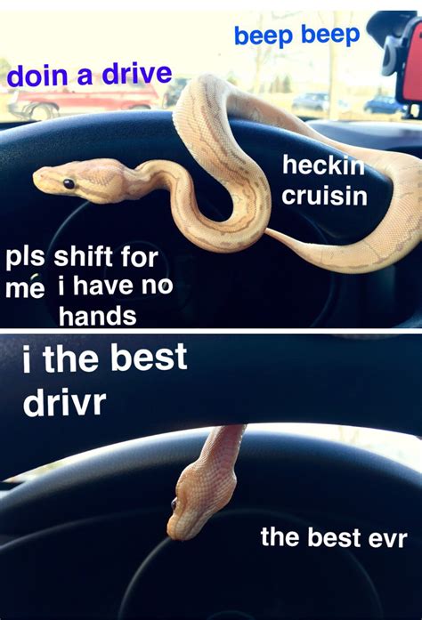 snek is drive. --- ball python snake memes sneks snoot noodles boop snoot | Cute reptiles, Cute ...