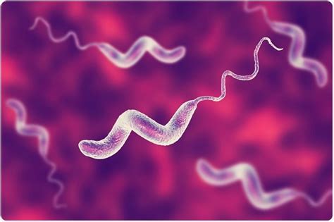 Campylobacteriosis Treatment