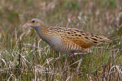 Corn Crake - Crex crex - Observation.org