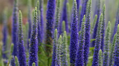 Wallpaper lupine, flowers, plant, bloom, blue hd, picture, image