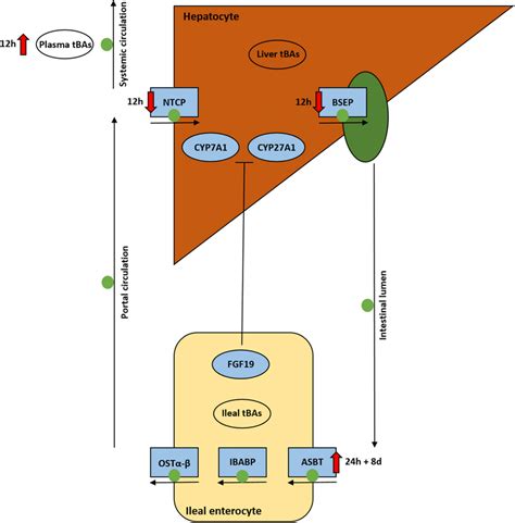 An overview of the enterohepatic circulation (EHC) of bile acids (BAs)... | Download Scientific ...