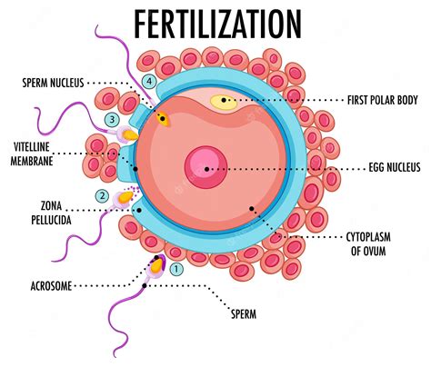 What Is Fertilization