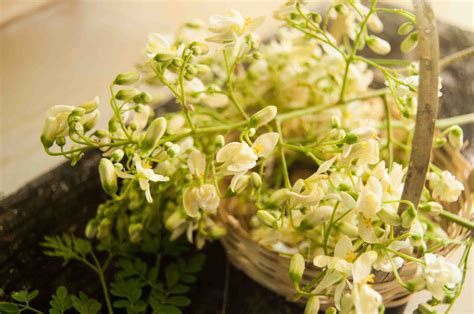 Moringa Flower Fritters Recipe | Edible Flower Recipe|My Cooking Canvas