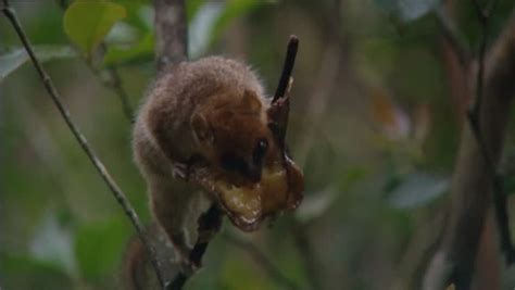 mouse lemur Stock Footage Video (100% Royalty-free) 4764584 | Shutterstock