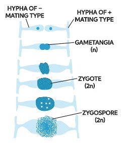 Zygospores