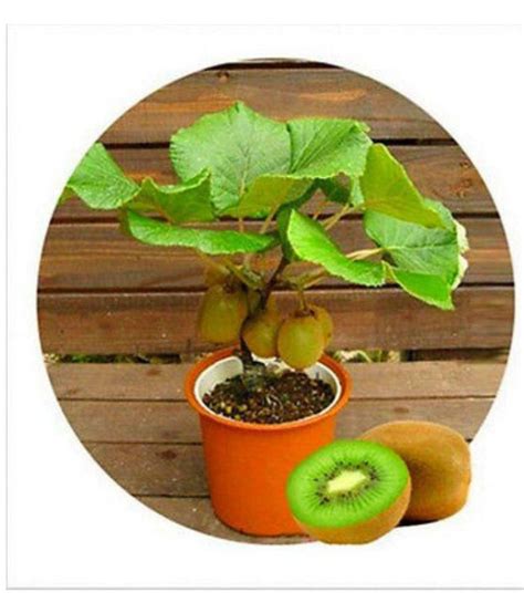 Buy Kiwi Fruit Seeds Mini Kiwi Fruit Seed Flower Dwarf Plants For Home Garden 20 seeds Online at ...