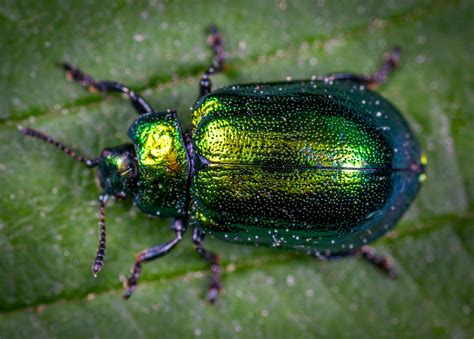 Fotografía Macro De Escarabajo Joya En Hoja Verde · Fotos de stock ...