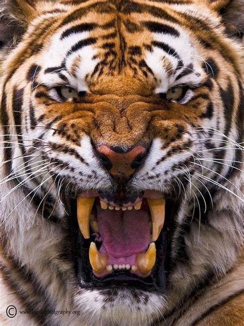 Tiger Tiger Snarling Fright! | Scary animals, Big cats art, Tiger face ...