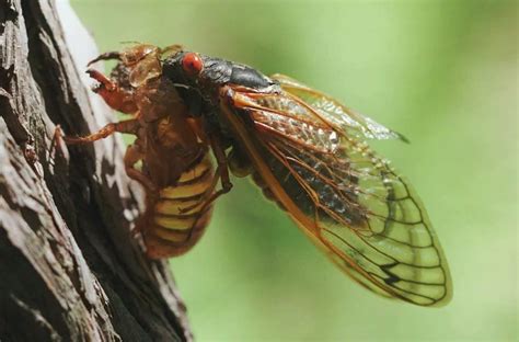 Transformation of Cicadas - Cicada Metamorphosis