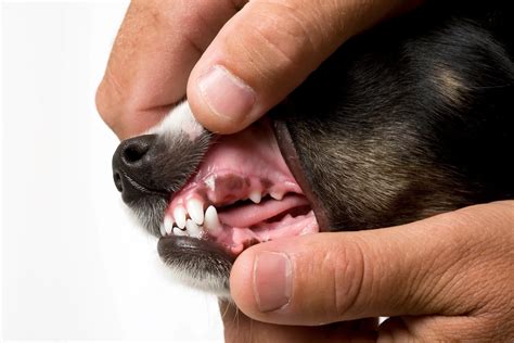 What Do Healthy Dog Gums Look Like? - PuppyLists