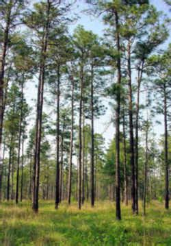 Alabama State Tree: Southern Longleaf Pine