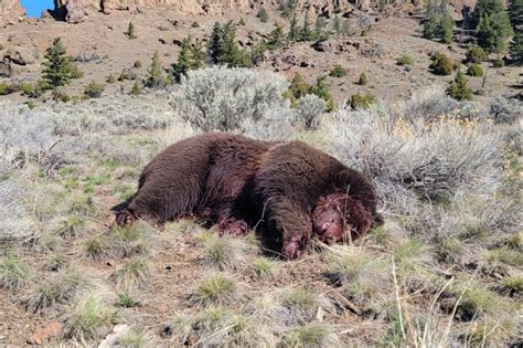 Bloody grizzly bear found dead near Yellowstone, sparking investigation: ‘We are the villains in ...