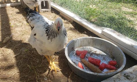 Columbian Wyandotte: Eggs, Height, Size and Raising Tips