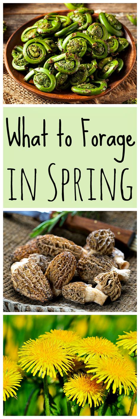 Spring is a great time for foraging! Learn what to forage in spring with this list of 20 edible ...