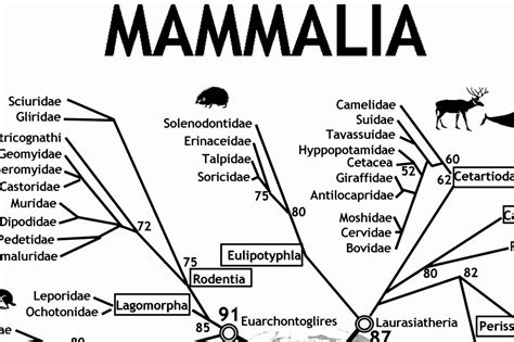 Using March Mammal Madness in Your Classroom | Study.com