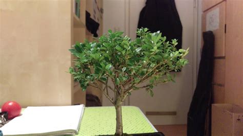identification - I need help identifying this bonsai tree - Gardening & Landscaping Stack Exchange