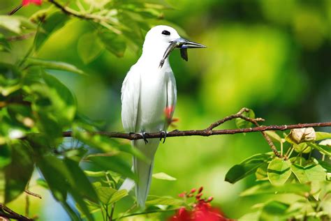 Seychelles Wildlife; Seychelles Tropic bird by Raymond Sahuquet | Seychelles, National parks ...