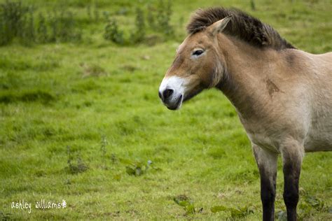 Przewalski’s horse conservation update – Conservation Education