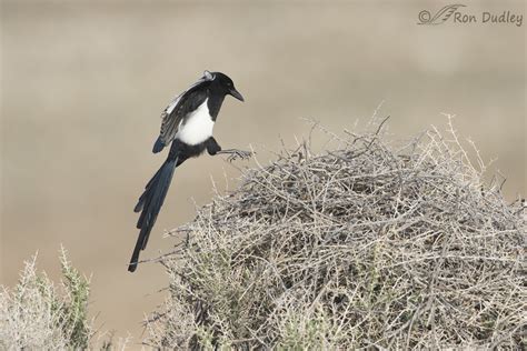 A Couple Of Magpie Take-offs – Feathered Photography