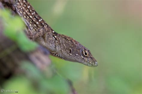 Diagonal Anole by LordMajestros on deviantART