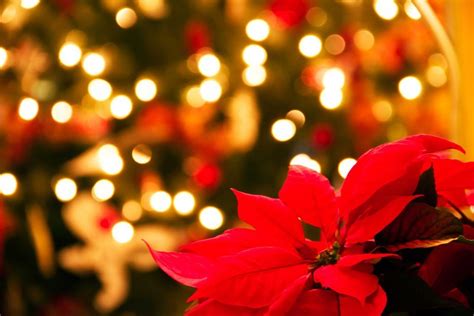 Why Poinsettias Are the Official Christmas Flower | Reader’s Digest