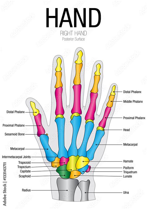 Chart of HAND Posterior Surface with parts name - Vector image Stock Vector | Adobe Stock