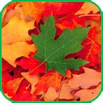 Fall Leaves Live Wallpaper 4K for PC - How to Install on Windows PC, Mac