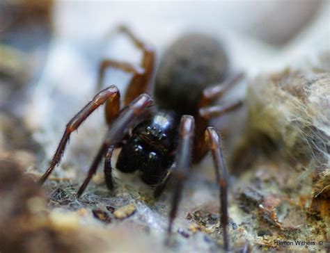 Lace Web Spider (Amaurobius fenestralis) | Flickr - Photo Sharing!