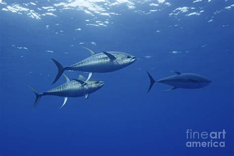 big yellowfin tuna fish spawning behavior underwater photograph from ...