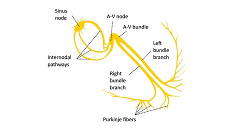 The Heart's Conduction System | Physiology, Anatomy | Geeky Medics