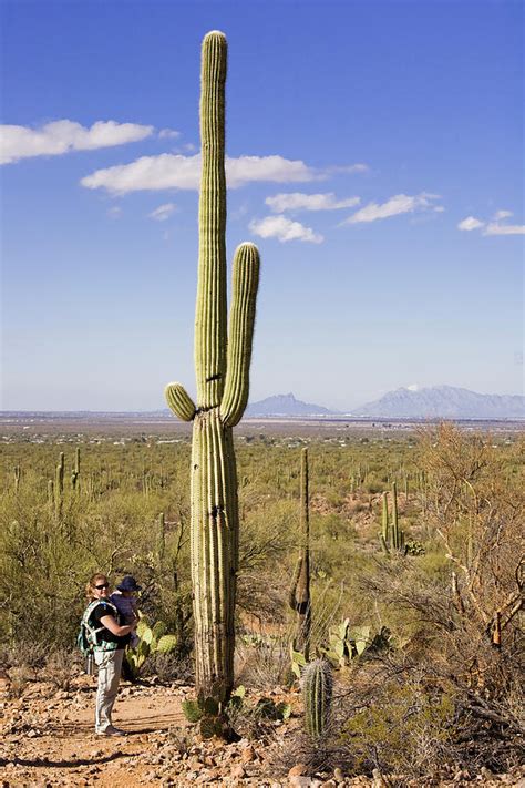 Tall Saguaro Cactus Photograph by Matthew Heinrichs - Pixels