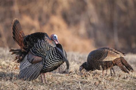 17 Things Wild Turkeys Like to Eat (Diet & Facts)