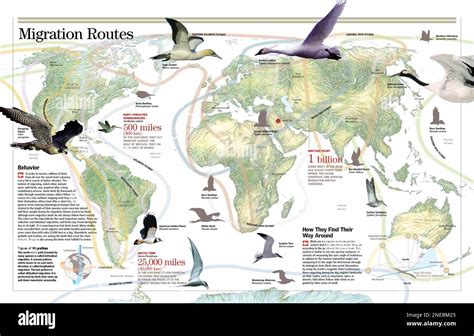 Infographic on bird migration: behavior, types, routes and guidance ...