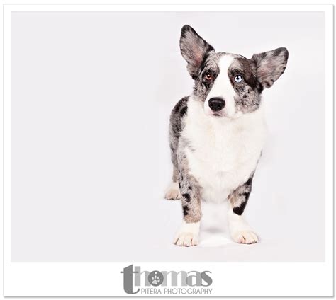 Best in Show: Smaller Breeds - Dog Show by Thomas Pitera Photography