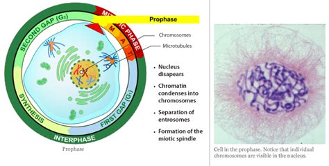 Cell Division | Anatomy and Physiology I
