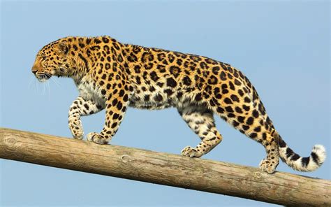 Amur Leopard Wallpapers - Wallpaper Cave