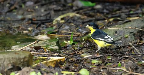 Lesser Goldfinch (male) | BirdForum