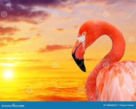 Flamingo at sunset. stock image. Image of vibrant, lake - 108446531