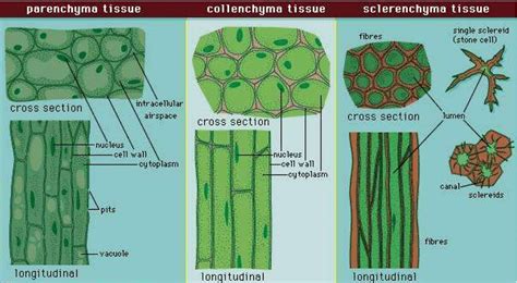 Permanent Tissue: Simple permanent tissues, Complex permanent tissues