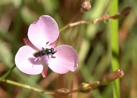 Native-bee-mimic Fly - Eumerus peltatus